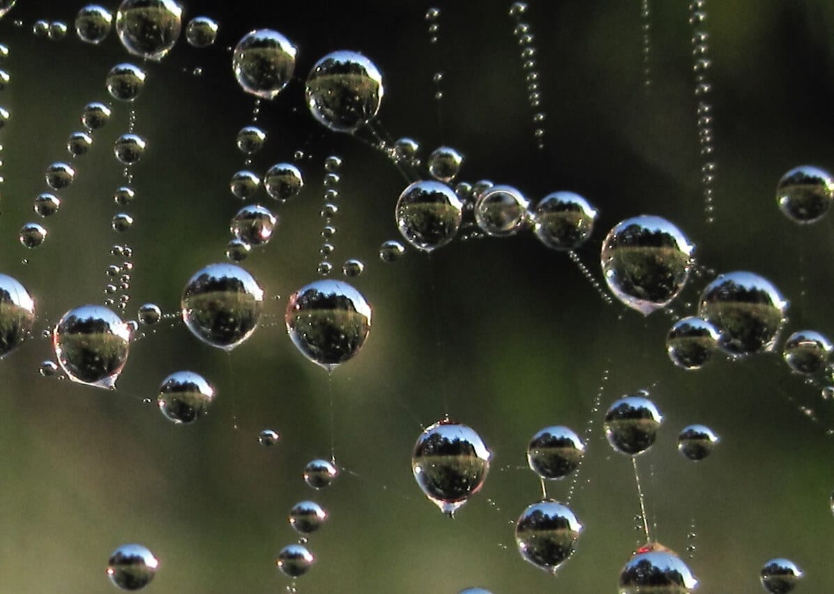 macro photography