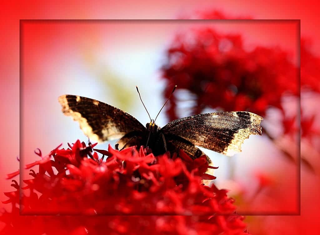 butterfly