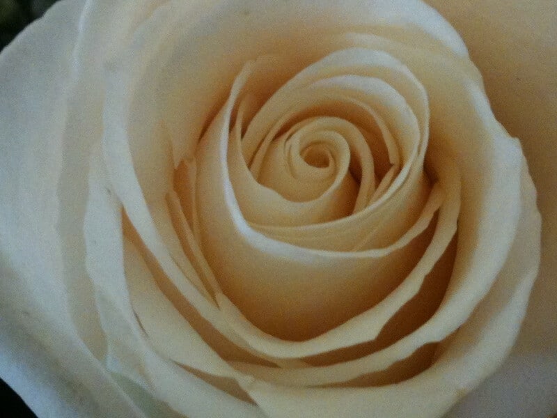 rose macro