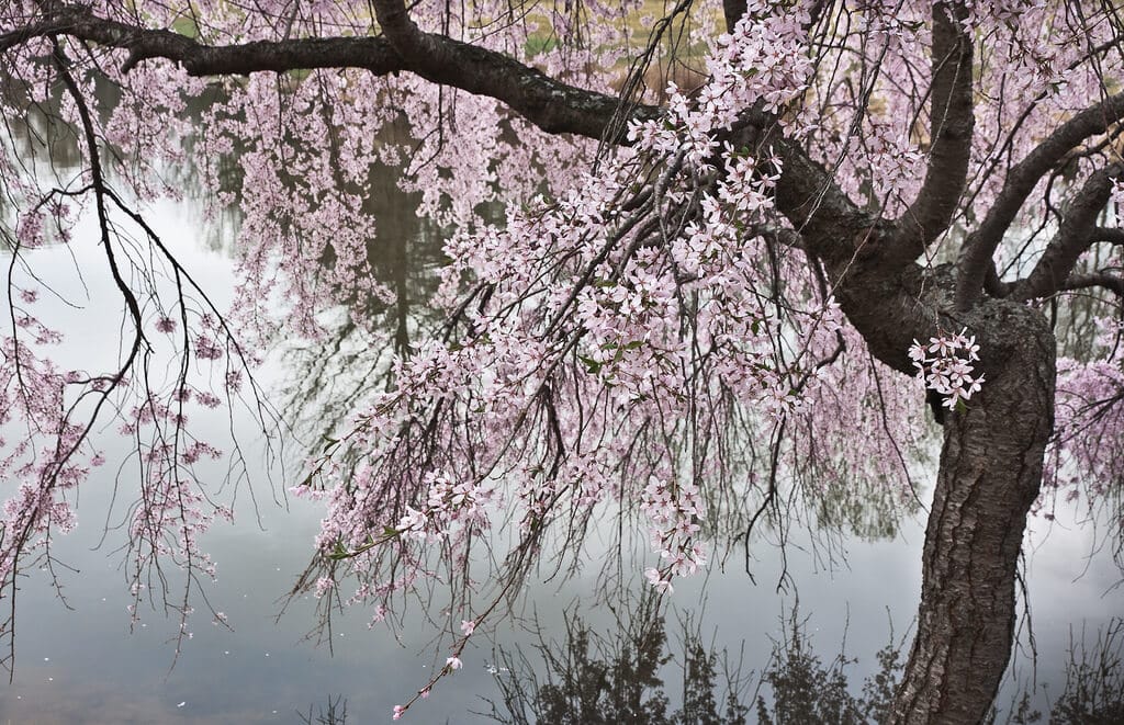 cherry trees