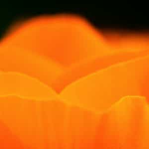 Macro flowers