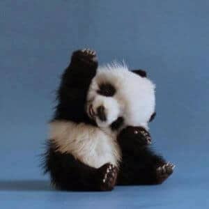 Waving baby panda