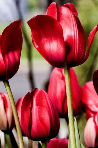Thomas Hawk tulips